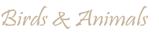 Birds & Animals

